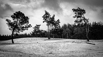 Sahara Ommen by Freddy Hoevers