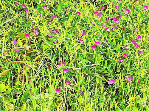 Wild Vetch patronen