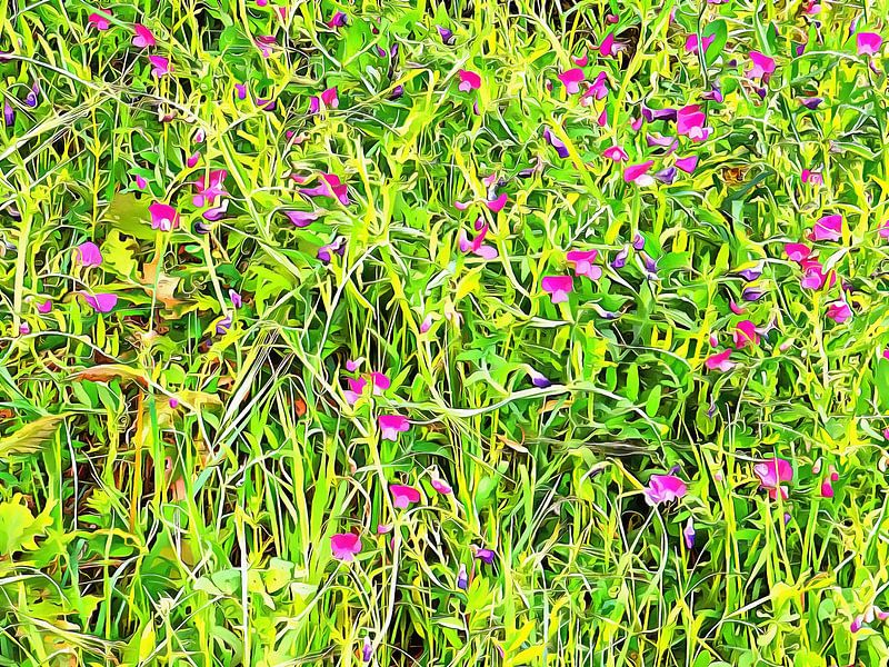 Wild Vetch Patterns by Dorothy Berry-Lound