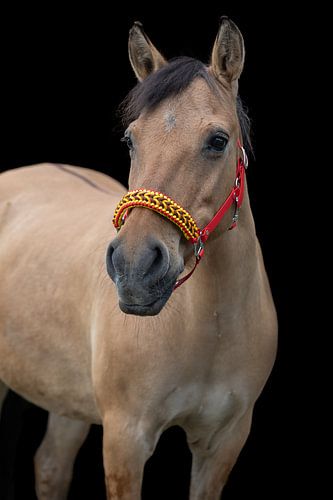 pony