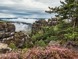 Reitsteig, Sächsische Schweiz - Heidekraut und Fluchtwand