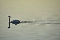 Elegantie in het water: Een zwaan in prachtig verlicht waterlandschap