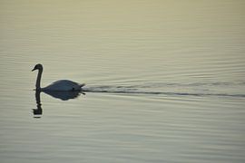 Eleganz im Wasser: Ein Schwan in schön beleuchteter Wasserlandschaft von Beelden van Bo