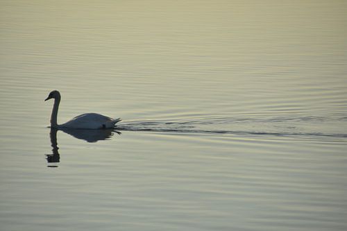 Élégance dans l'eau : un cygne dans un paysage aquatique magnifiquement éclairé