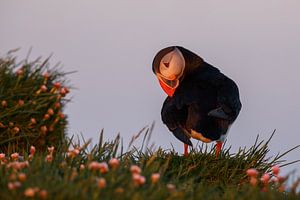 Puffin portrait von Menno Schaefer