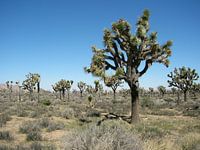 trees