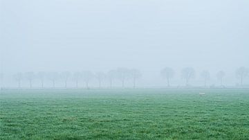Trees in the fog by John Goossens Photography
