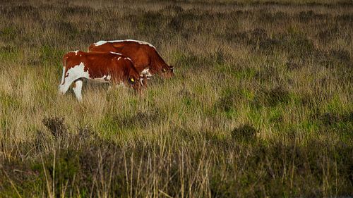 koeien aan het grazen