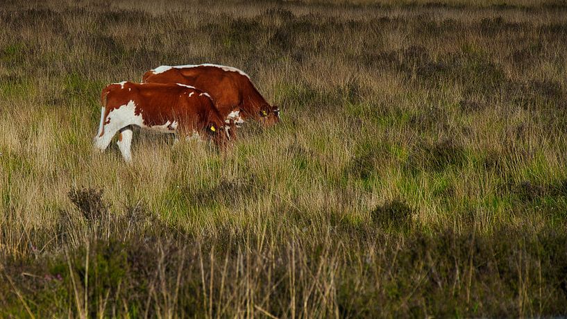 cows grazing by Miny'S