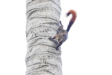 Squirrel in palm tree