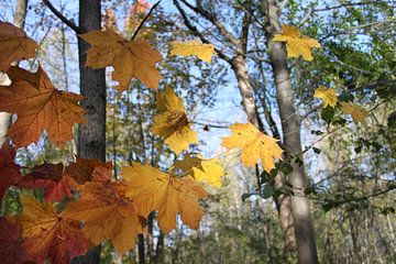 feuilles d'automne_nature-art installation