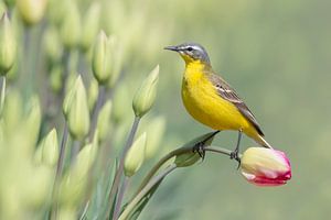 Tulpen... van Arno van Zon