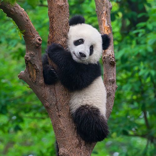 Schattige pandabeer in boom ( giant panda of reuzenpanda )