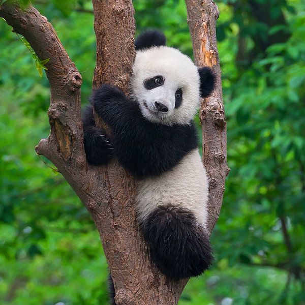 Liebenswerter Pandabär im Baum (Riesenpanda) von Chihong