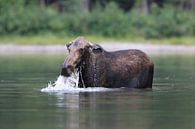 Moose cow eating water plants in Lake Glacier National Park in Montana, USA by Frank Fichtmüller thumbnail