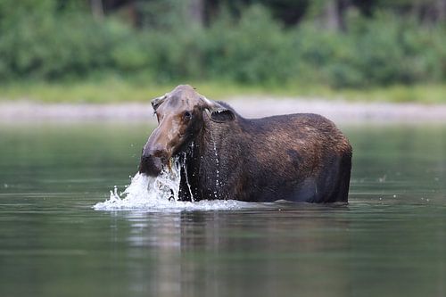 Elandkoe die waterplanten eet in het Glacier Nationaal Park in Montana, VS