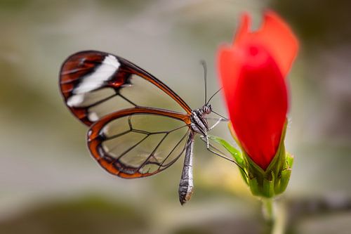 papillon près d'une fleur