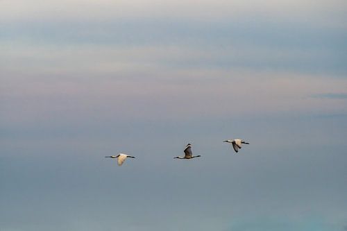 Drie Lepelaars In Vlucht Boven Texel