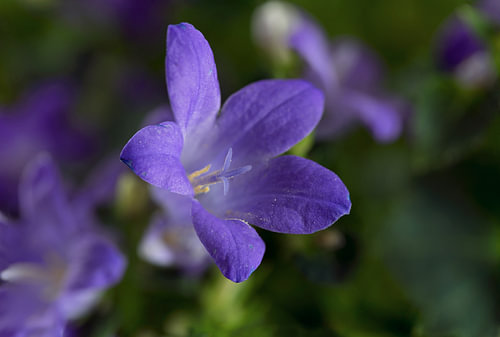 blaue Glockenblume (Campanula) im Grün, die Blüte im Frühling als Makroaufnahme mit Kopierraum, ausg