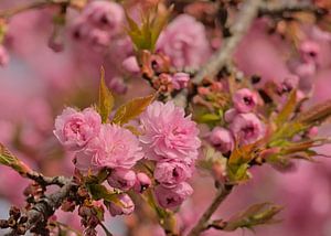 Blüten einer japanischen Kirsche