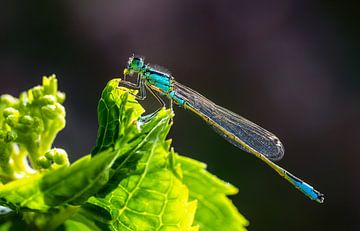 Azuren waterjuffer op een groen blad van ManfredFotos