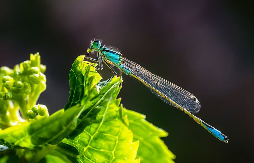 Azure damselfly on a green leaf by ManfredFotos