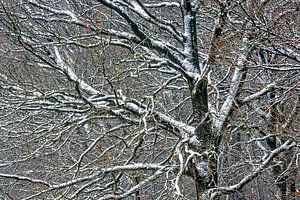 Der erste Schneefall