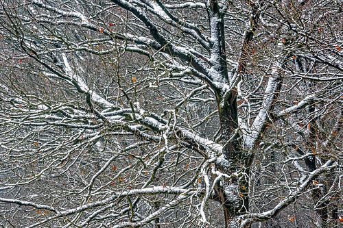 Der erste Schneefall