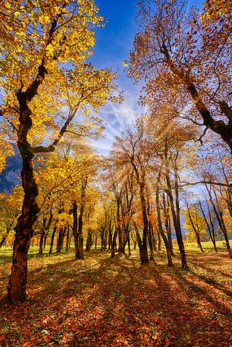 Geweldige esdoorn vloer