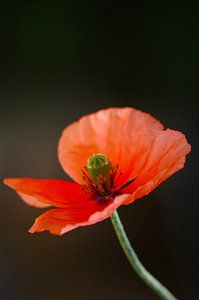 Mohnblume