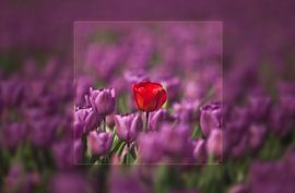 Durf jezelf te zijn_02 von Alfred Meester