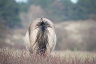 staart Konikpaard van CreaBrig Fotografie thumbnail