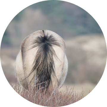 staart Konikpaard van CreaBrig Fotografie