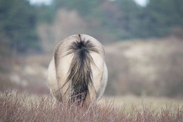 staart Konikpaard van CreaBrig Fotografie
