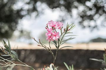 Roze bloem in Puglia van DsDuppenPhotography