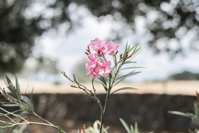Fleur rose dans les Pouilles par DsDuppenPhotography