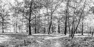 Forest, black and white