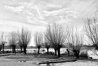 Row of trees in Holland black and white