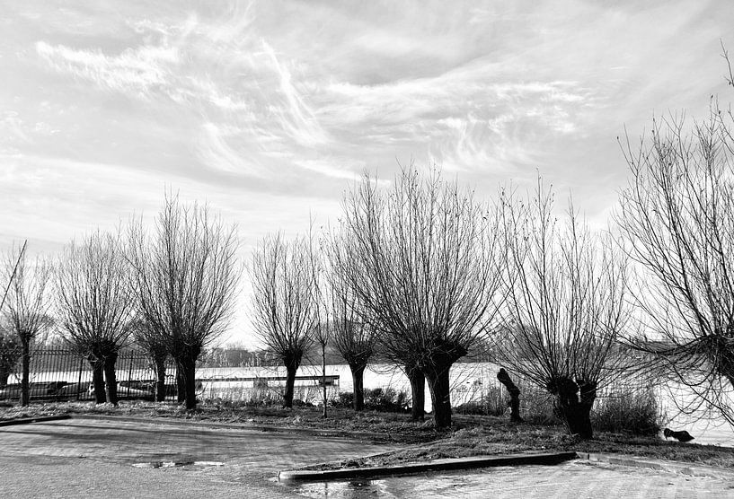 Row of trees in Holland black and white by Consala van  der Griend