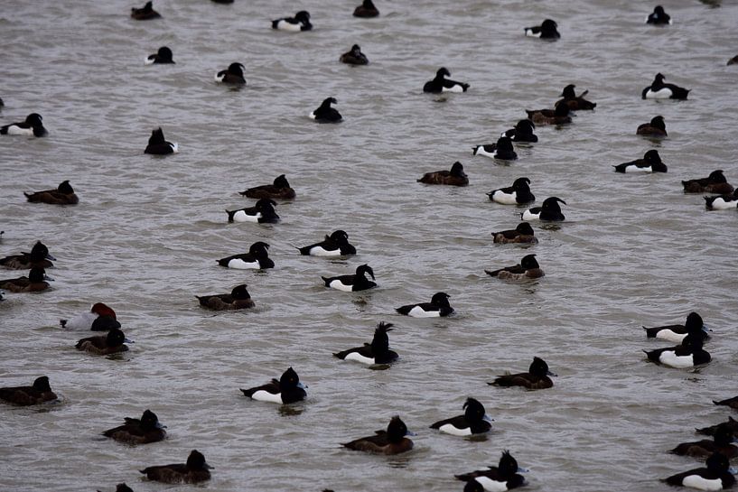 All ducks by Gerard de Zwaan