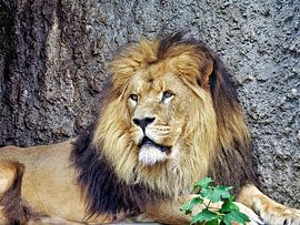 Lion, King of Animals