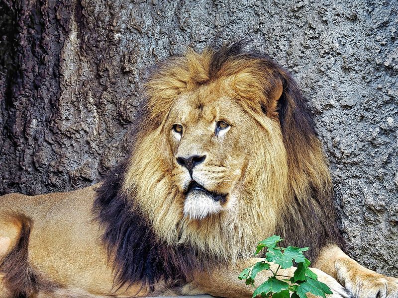 Lion, King of Animals by Eduard Lamping