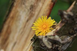 Paardebloem op stam von Henriëtte Kelderman-Makaaij