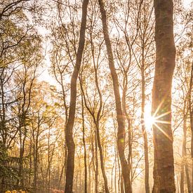 Herbstlicher Birkenwald mit Farnen von Christian Müringer
