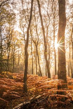 Herbstlicher Birkenwald mit Farnen