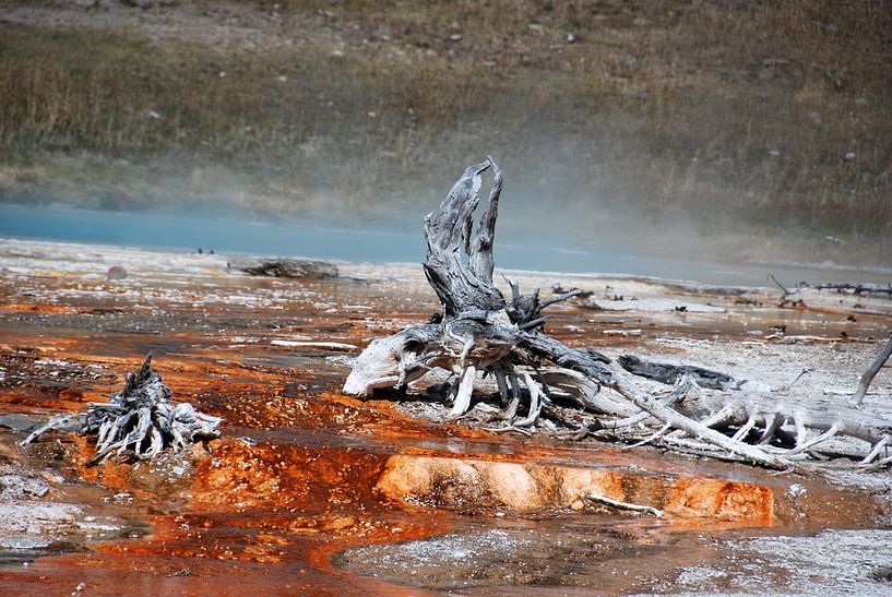 YELLOWSTONE NATIONAL PARK -  USA par Roelof Touw