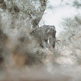 Oude mannelijke olifanten in groene struiken van Geke Woudstra