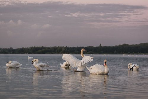 zwanen meer. in Zeewolde