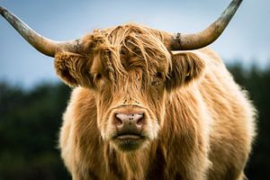Der schottische Highlander schaut dich durchdringend an