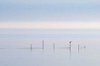 Gouwzee in de mist